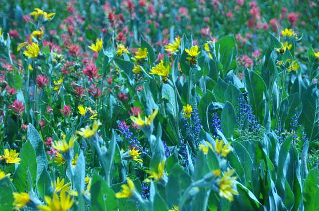 flowers at High Camp